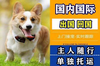 焦作市宠物托运公司焦作市宠物托运公司焦作市宠物托运公司