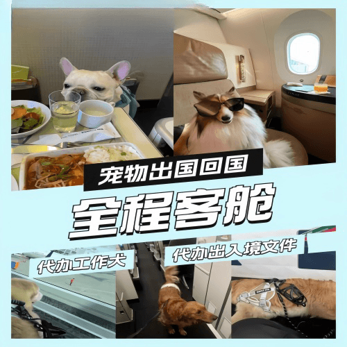 焦作市宠物托运到白俄罗斯宠物入境规定和要求